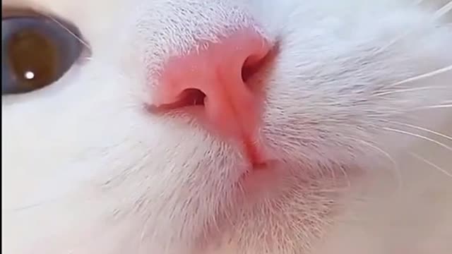 A Beautiful Cat .popy