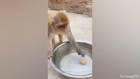 Funny animal video