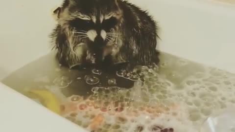 CUTE RACCOON LOVES BUBBLES 😍