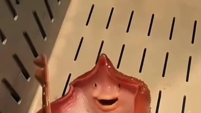 Strange Fish
