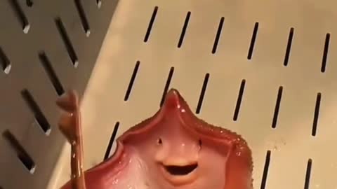 Strange Fish