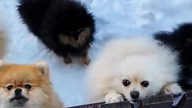 Puppies reaction to seeing its owner for the first time