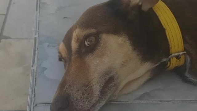 may dog 01
