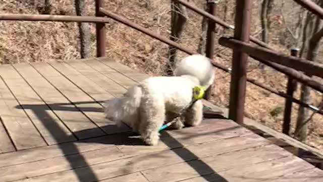 A cute puppy is climbing