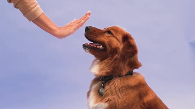 Funniest and cutest Dog Training Trick .... #newDogtrainingstyle