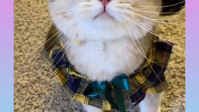 Cute cat funny voice