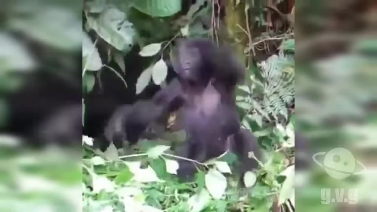 Funny Animal Videos