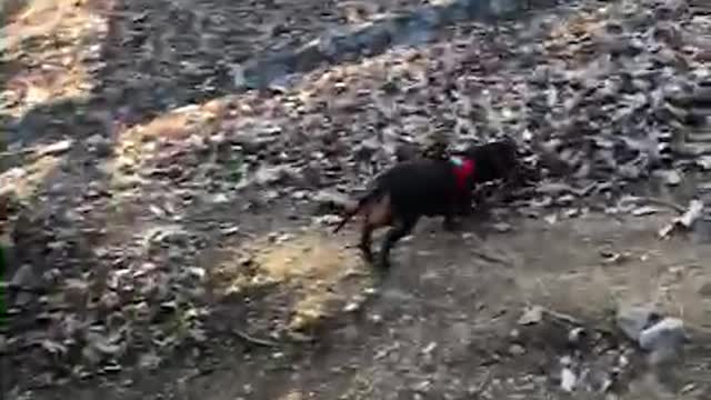 This is a video of our puppy Choco walking! (Dachshund)