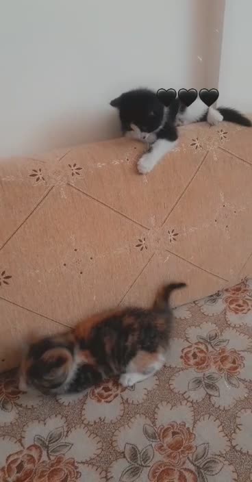 The most beautiful video playing cats with each other