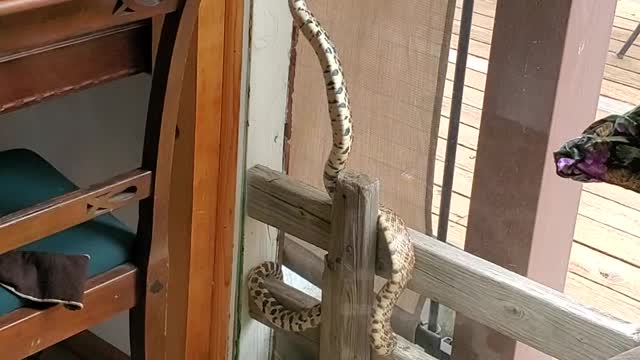 Bull s.....snake!