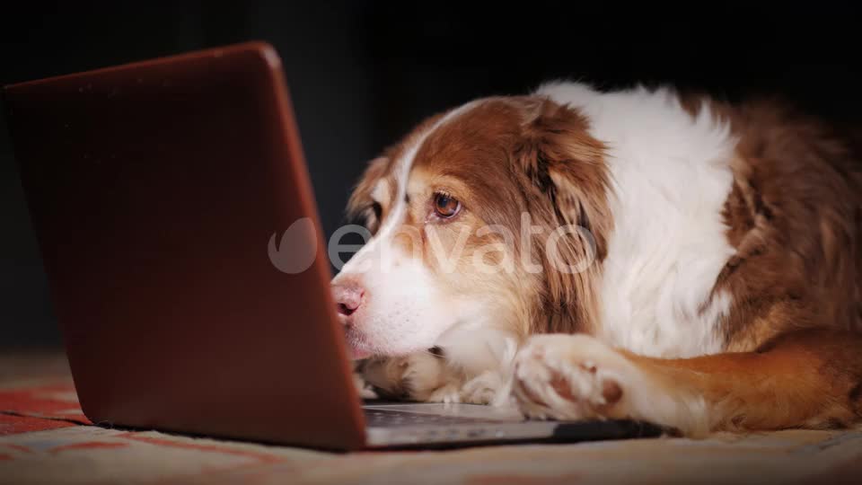 The Dog Reads the News