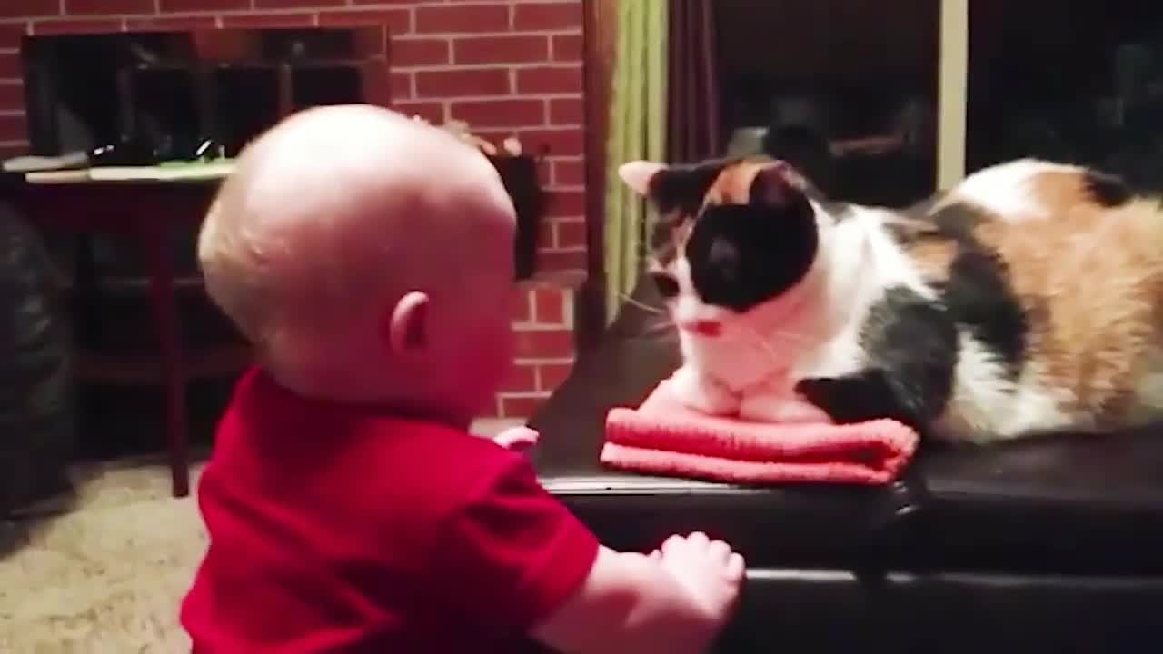 Funniest !! dog and ๐ธcats- awesome funny ๐ animal vidio !! ๐ธ funny dog vidios