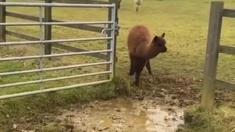 Alpaca dives into a pit