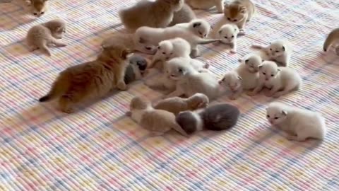 Cute Cats & Funny Cats 😍😍😅😅 #cats #reels #shorts #viral #pets #cat