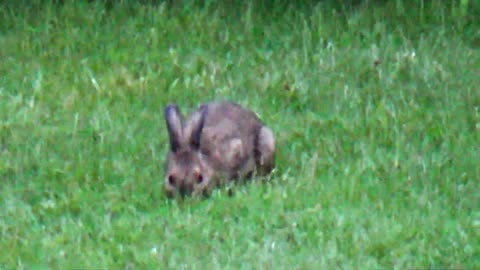 Snowshoe Hare