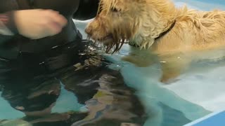 Dog training in the pool