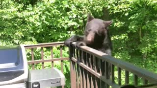 Gatlinburg Bear Licks Grill