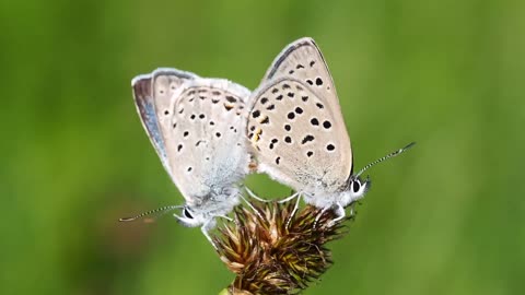 Strange butterfly