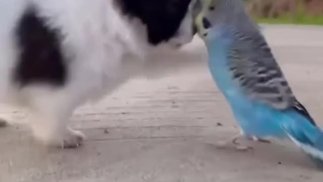 Lovely Dog Playing Birds