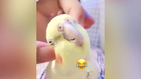 A parrot plays in a new and beautiful way