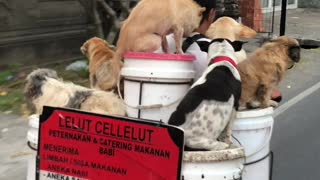 Bunch of Dogs on a Bike