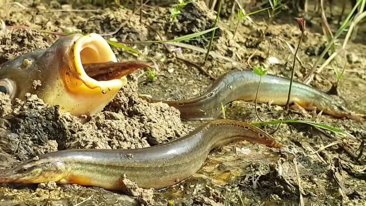 Fish coming out from under the ground