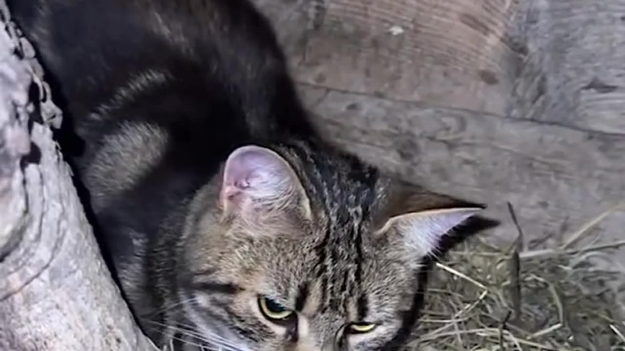 funny cat videos safe the eggs