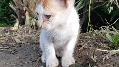 Alone baby cat