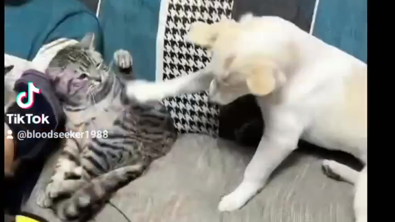 Funny animal videos