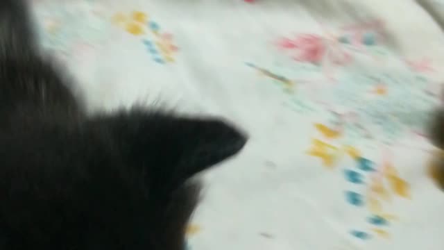 Black Kitten Follow Camera