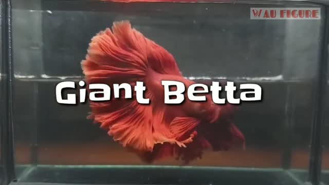 Giant Betta Raksasa