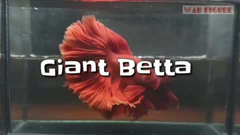 Giant Betta Raksasa