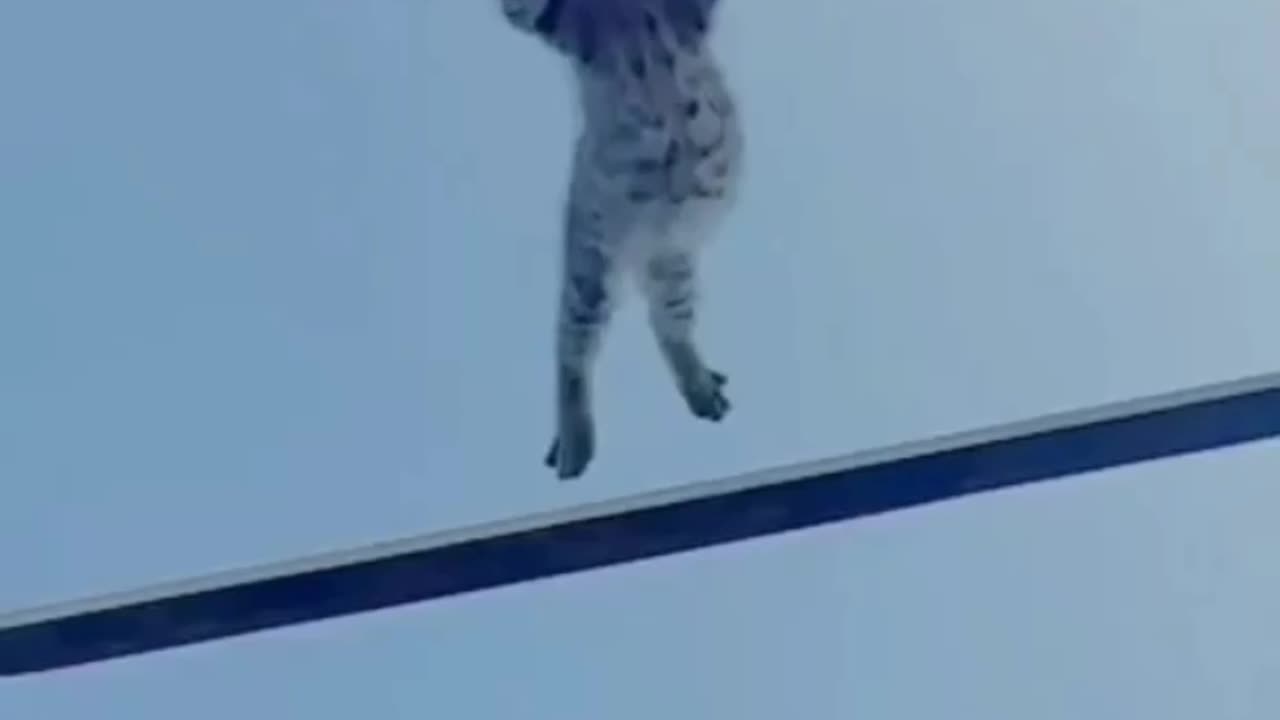 High flying kitten - making mama proud