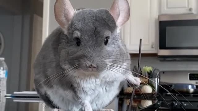 Master Splinter