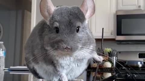 Master Splinter