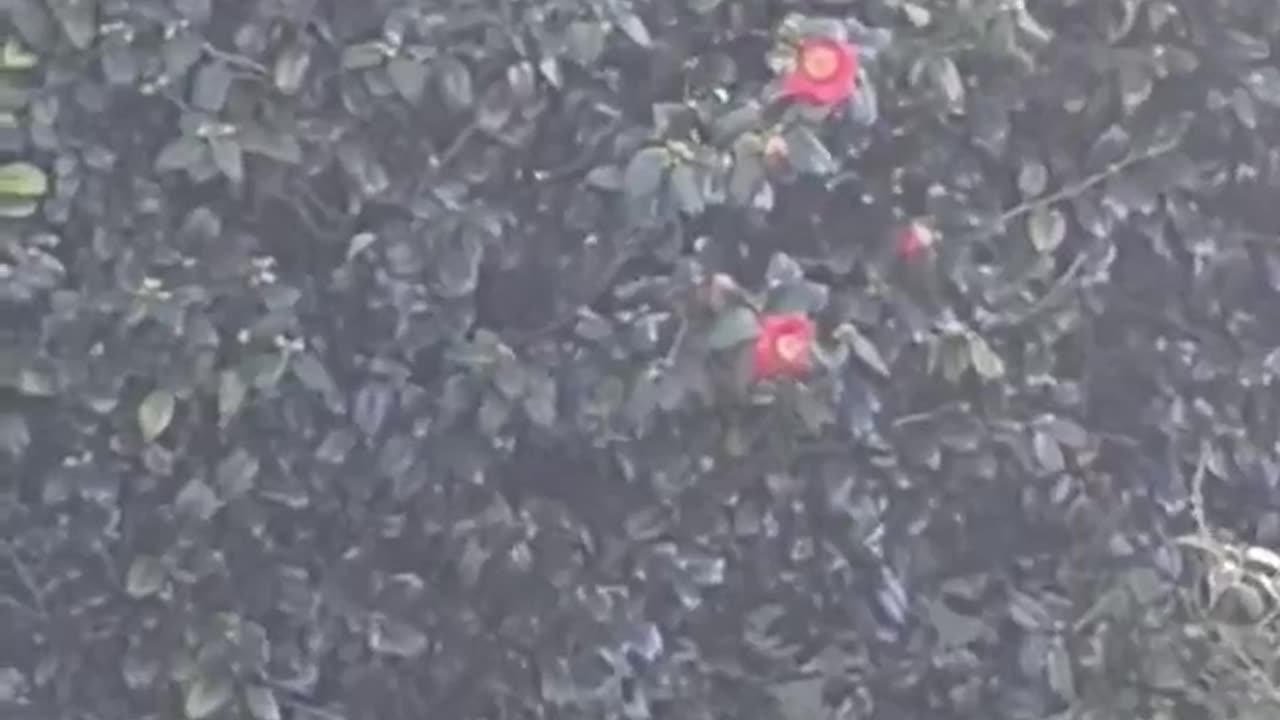 Tui Masters a Camelia Tree