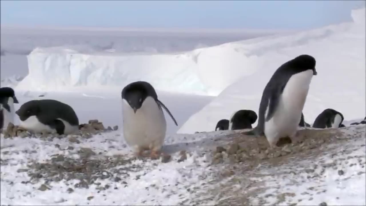 So some penguins turn to a life of crime