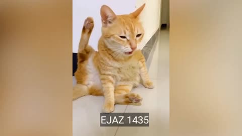 Funniest Animals 2023 😂 New Funny Cats and Dogs Videos 😻🐶 | funny video