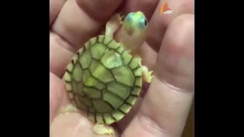 Animals So Cute | Cute Baby Animal Video Compilation #1