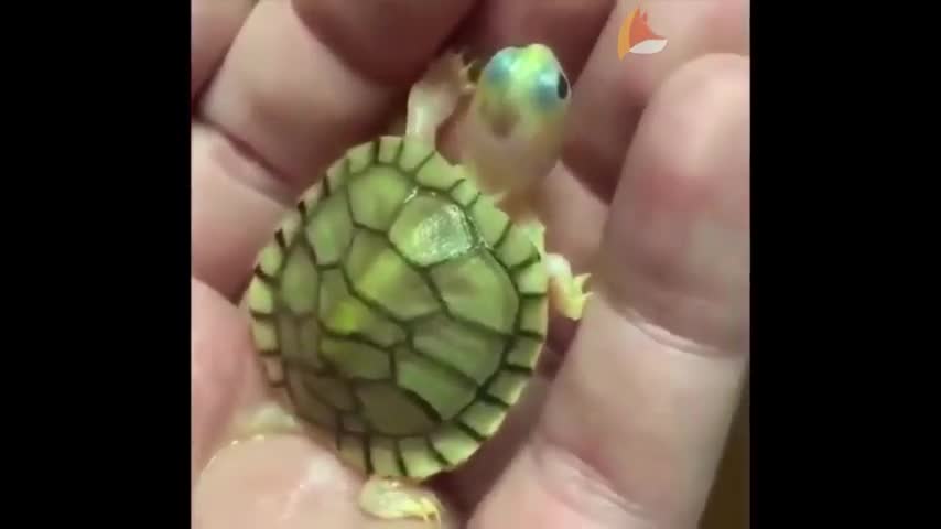 Animals So Cute | Cute Baby Animal Video Compilation #1