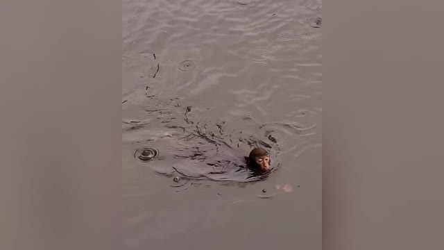 Video of monkeys having fun swimming in the river 😂🐒