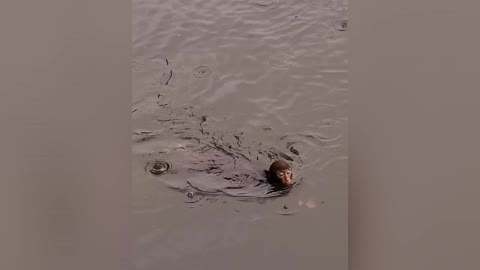 Video of monkeys having fun swimming in the river 😂🐒