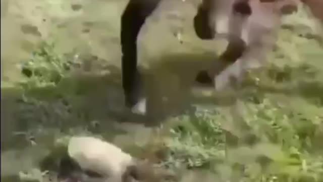 Funny the horse 🐴 and the dog 🐶 watch till the end what happens