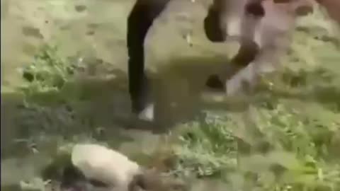 Funny the horse 🐴 and the dog 🐶 watch till the end what happens