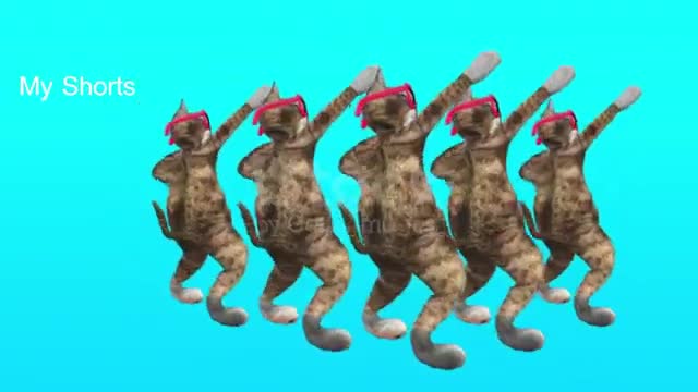 Cute dancing cat videos😹😹