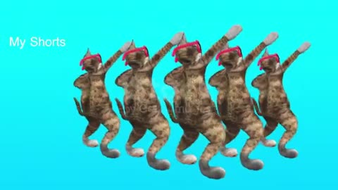 Cute dancing cat videos😹😹