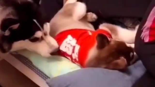 Cute Dog