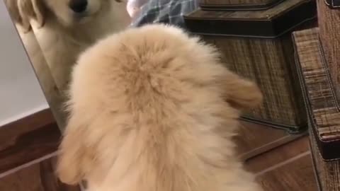 cutest goldens Watching him self in the Mirror