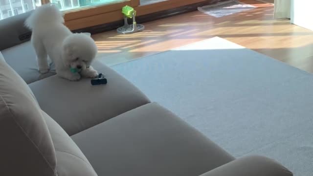 A cute puppy wanders around at home.