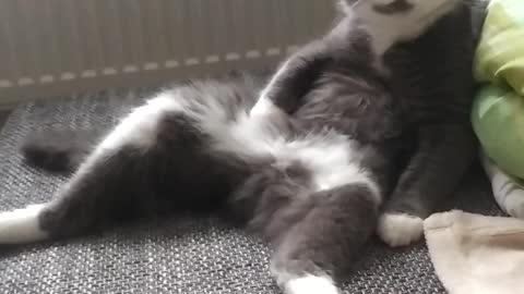 FUNNY CAT SITTING LIKE HUMAN